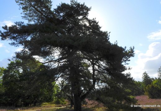 26-08-11-schneverdingen-spaziergang zum schafstall-001