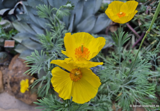 26-06-25-ms-botanischer garten-013