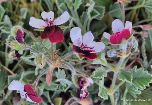26-06-25-ms-botanischer garten-015