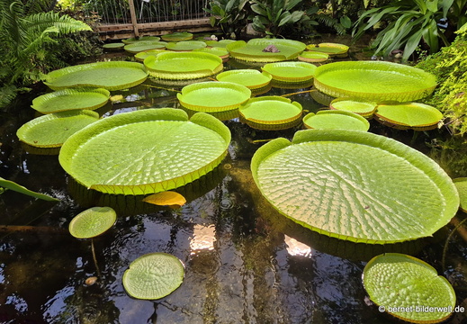 26-06-25-ms-botanischer garten-018
