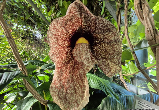 26-06-25-ms-botanischer garten-021