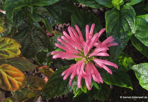 26-06-25-ms-botanischer garten-025