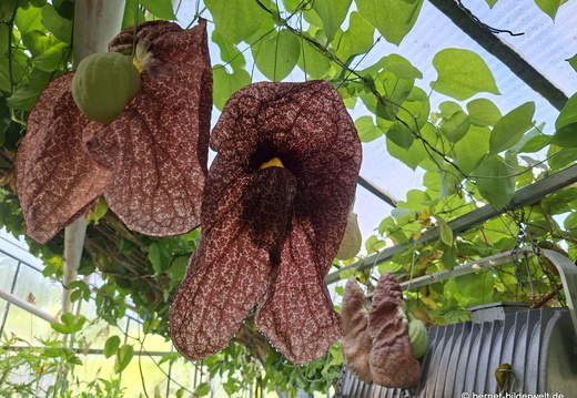 26-06-25-ms-botanischer garten-026