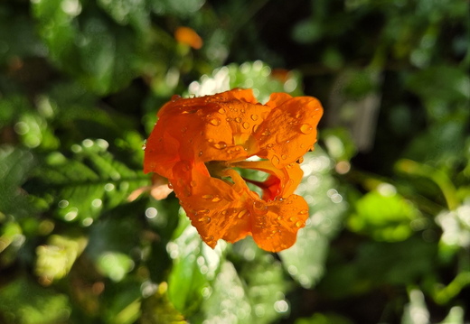 26-06-25-ms-botanischer garten-028