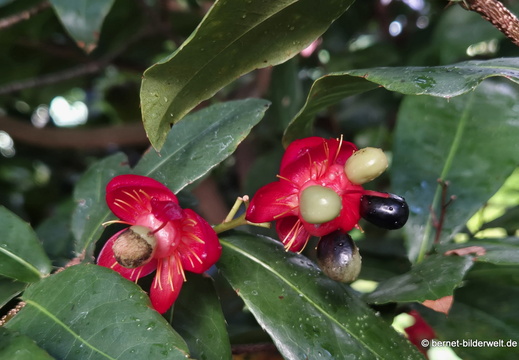 26-06-25-ms-botanischer garten-033