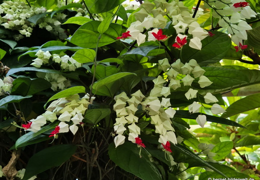 26-06-25-ms-botanischer garten-038