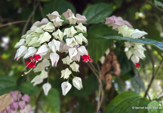 26-06-25-ms-botanischer garten-039