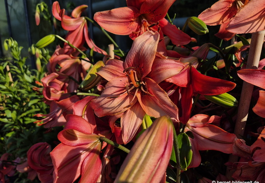 26-06-25-ms-botanischer garten-065