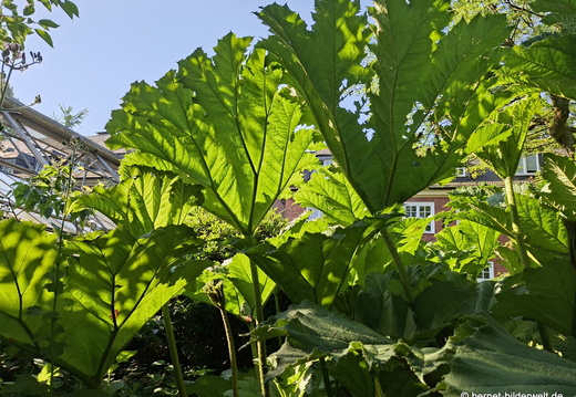 26-06-25-ms-botanischer garten-073