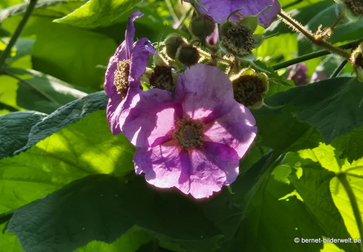 26-06-25-ms-botanischer garten-094