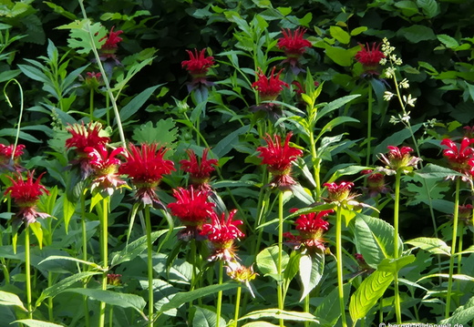 26-06-25-ms-botanischer garten-127
