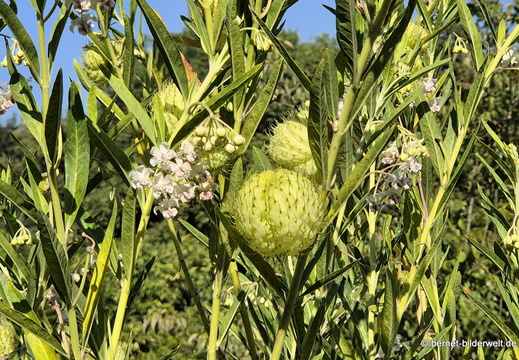 26-06-25-ms-botanischer garten-ballonpflanze-