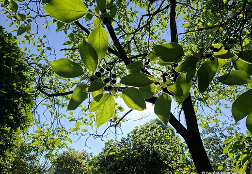 26-06-25-ms-botanischer garten-papier maulbeeerbaum-002