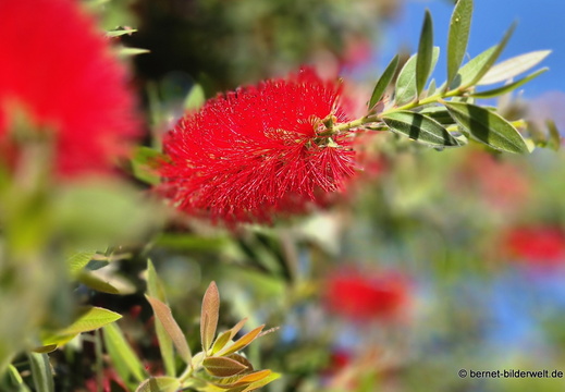 26-06-25-ms-botanischer garten-zylinderputzer-002