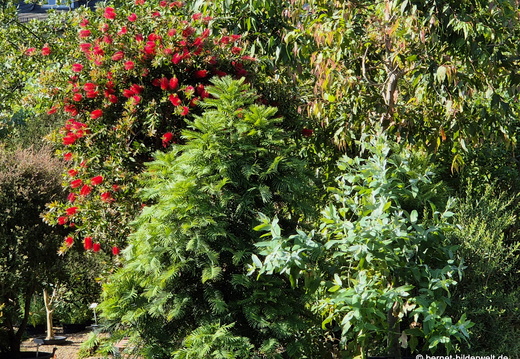 26-06-25-ms-botanischer garten-zylinderputzer-003