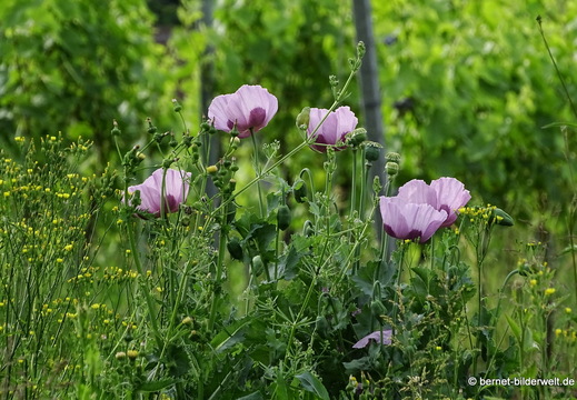26-06-02-walther-blumenstock-schlafmohn-