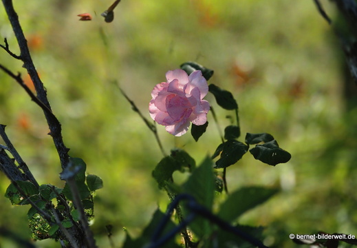 26-06-18-blumenstock-strasse-002