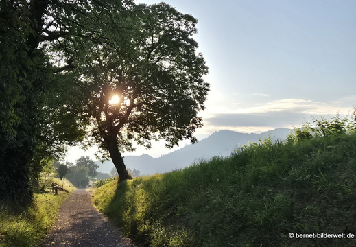 26-06-30-blumenstock strasse-009