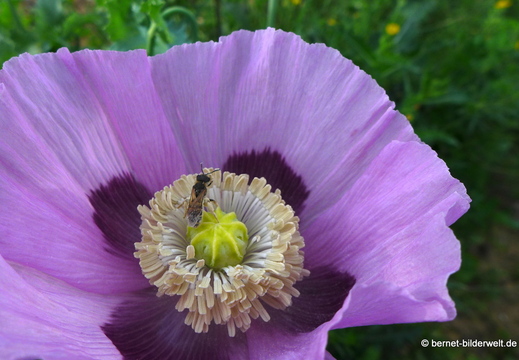 26-06-02-walther-blumenstock-schlafmohn-009