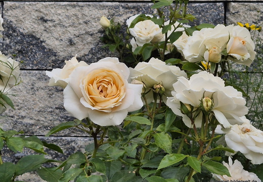 26-06-02-zell-weierbach-002