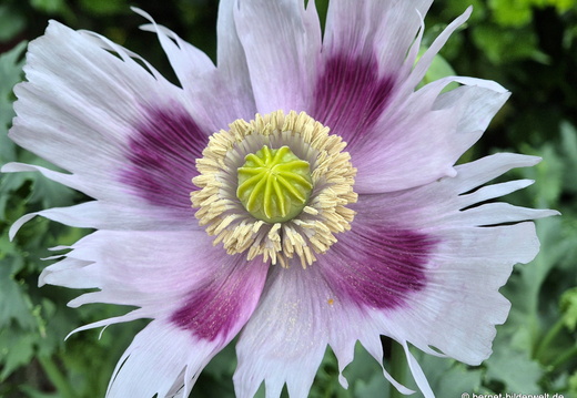26-06-02-zell-weierbach-schlafmohn-blauer mohn-001
