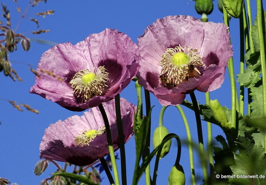 26-06-15-walther-blumenstock-strasse-schlafmohn-001