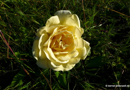 26-06-15-walther-blumenstock-strasse-005