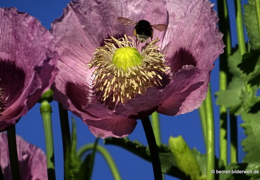 26-06-15-walther-blumenstock-strasse-schlafmohn-014