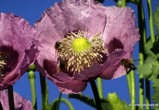 26-06-15-walther-blumenstock-strasse-schlafmohn-011