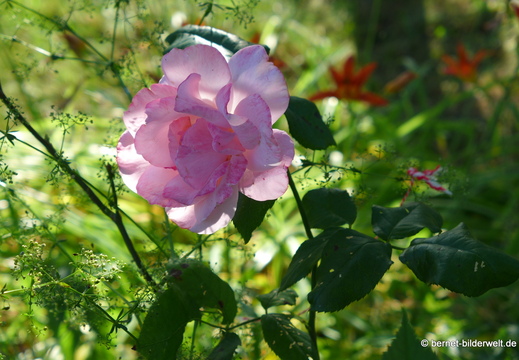 26-06-18-blumenstock-strasse-003