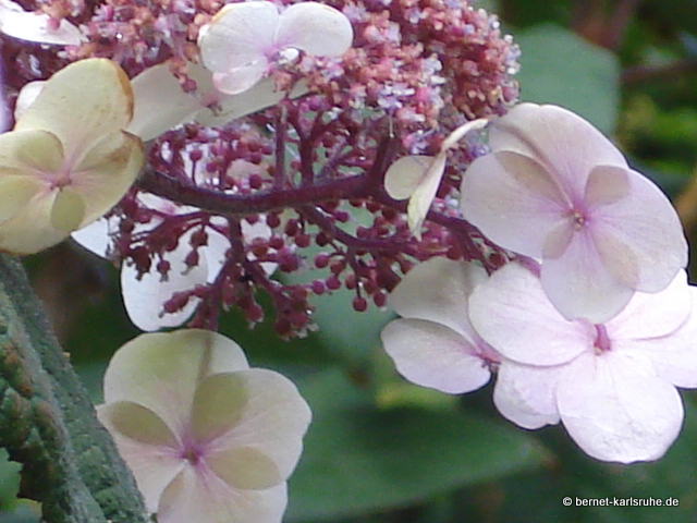 08-07-20-ratingen- 003.jpg